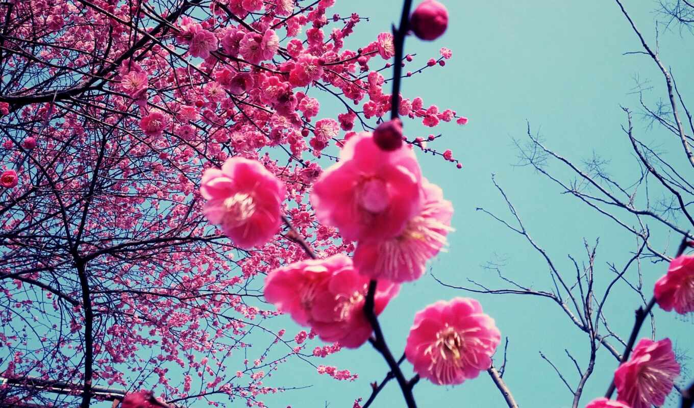 flowers, petals, Sakura, cherry, bloom, sakura