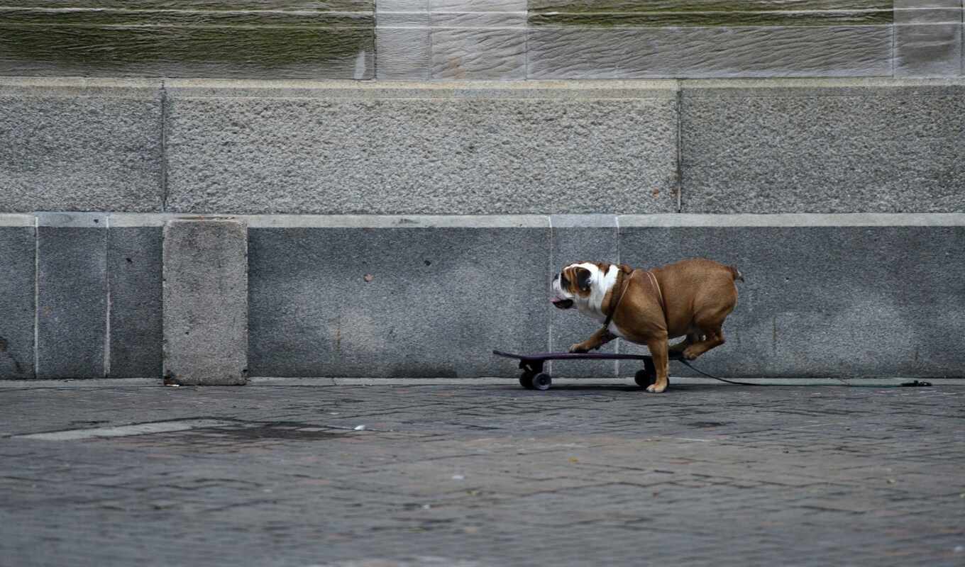 собака, animal, bulldog