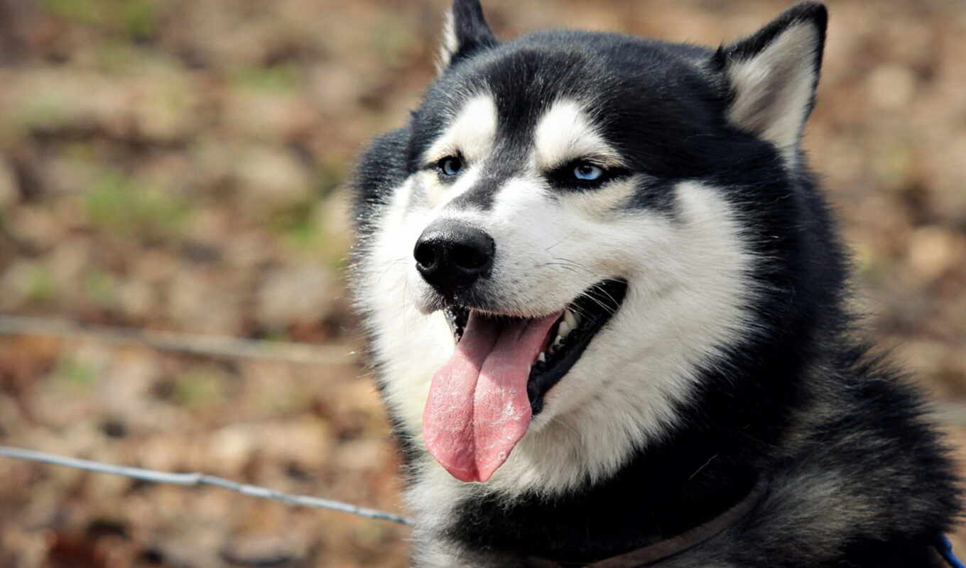 собака, хаски, animal, siberian