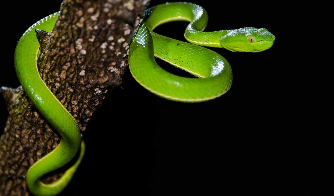desktop, зелёный, animal, viper, snake, пит