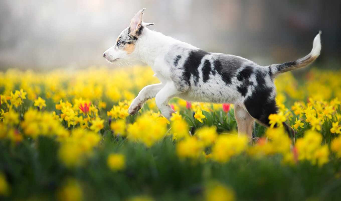 nature, flowers, white, dog, garden, puppy, park, run, daffodil