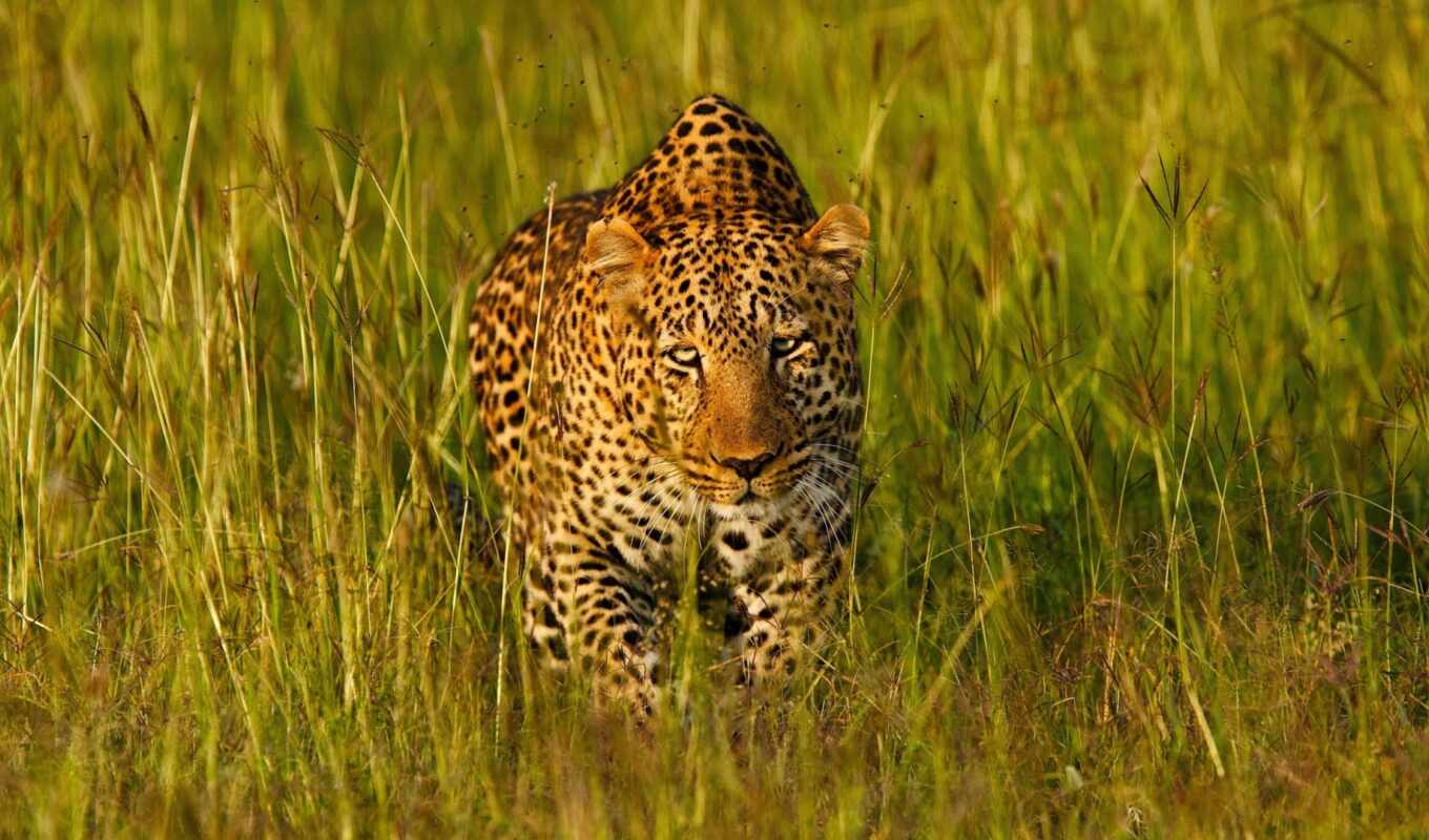 grass, eyes, cat, leopard, predator, wild, muzzle, Africa, disguise, krastis
