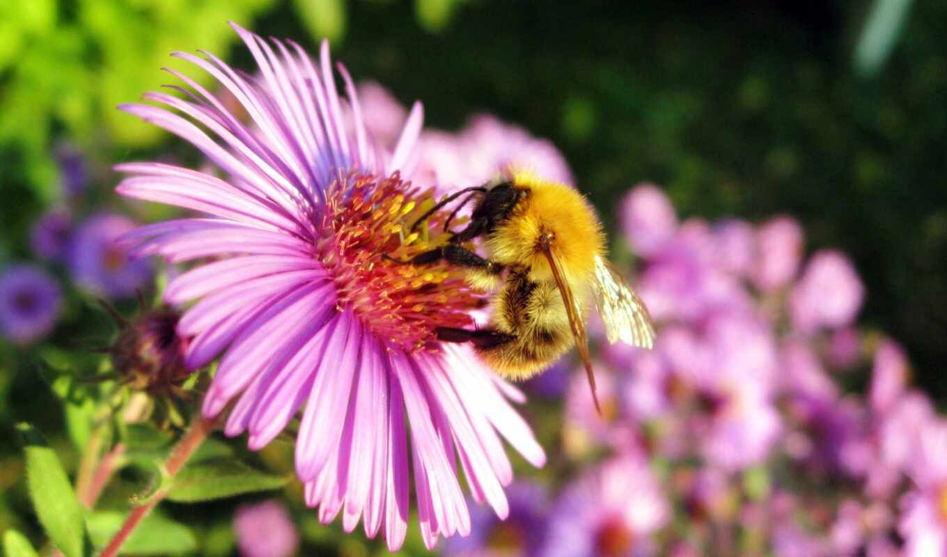 цветы, пчелка, resolution, ноутбук, лепестки, мед, первую, id