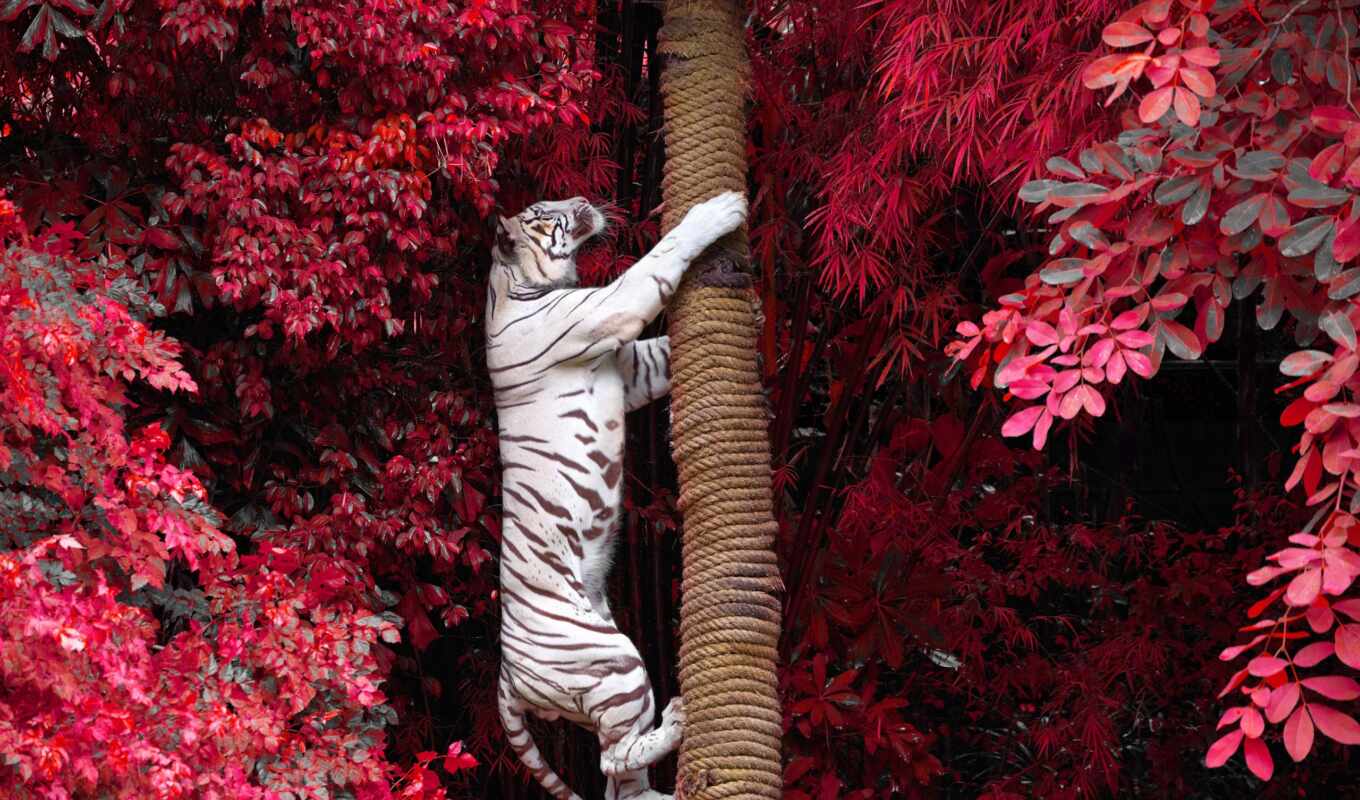 white, дерево, тигр