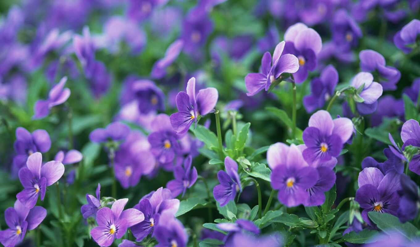 цветы, purple