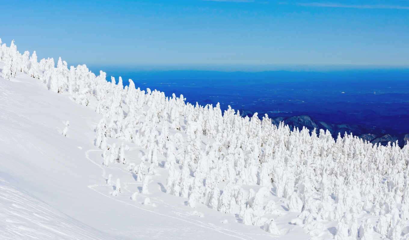 snow, peak, boreal, conifer, data collection