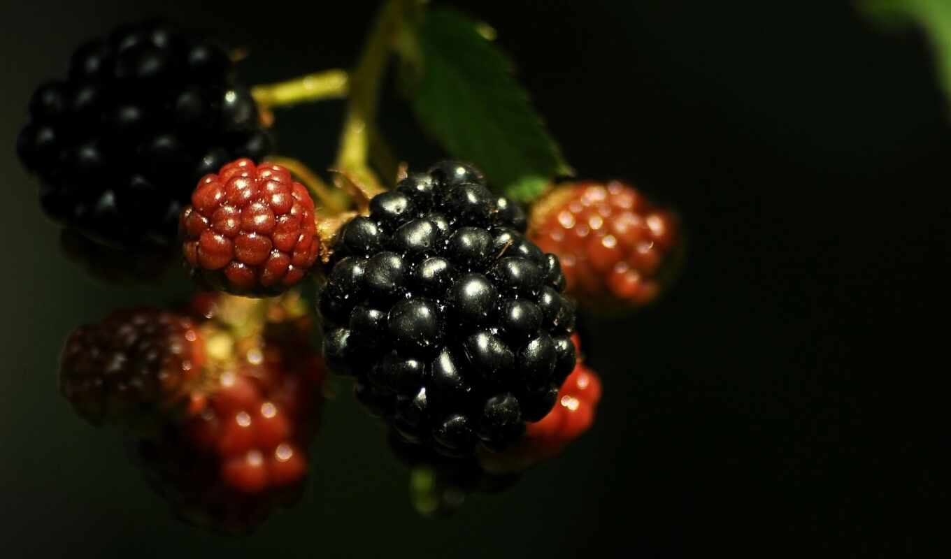 фон, blackberry, ягода, fotochernaya, fotoyagoda, fotoezhevika