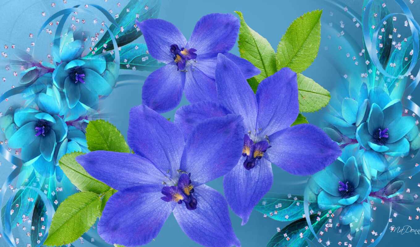 flowers, blue, background, purple, orchid, unusual