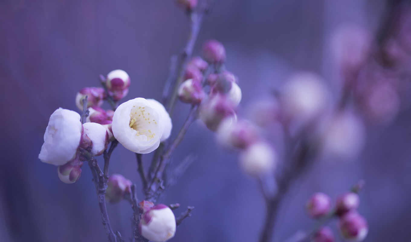 large format, white, macro, autumn, pink, cvety, buds, twigs, petals