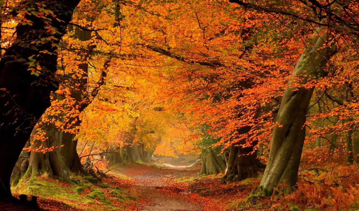 trees, autumn, foliage, ale