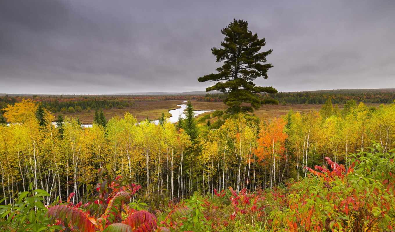 природа, лес, осень, собаки, листва, река, zhivotnye, пасмурная