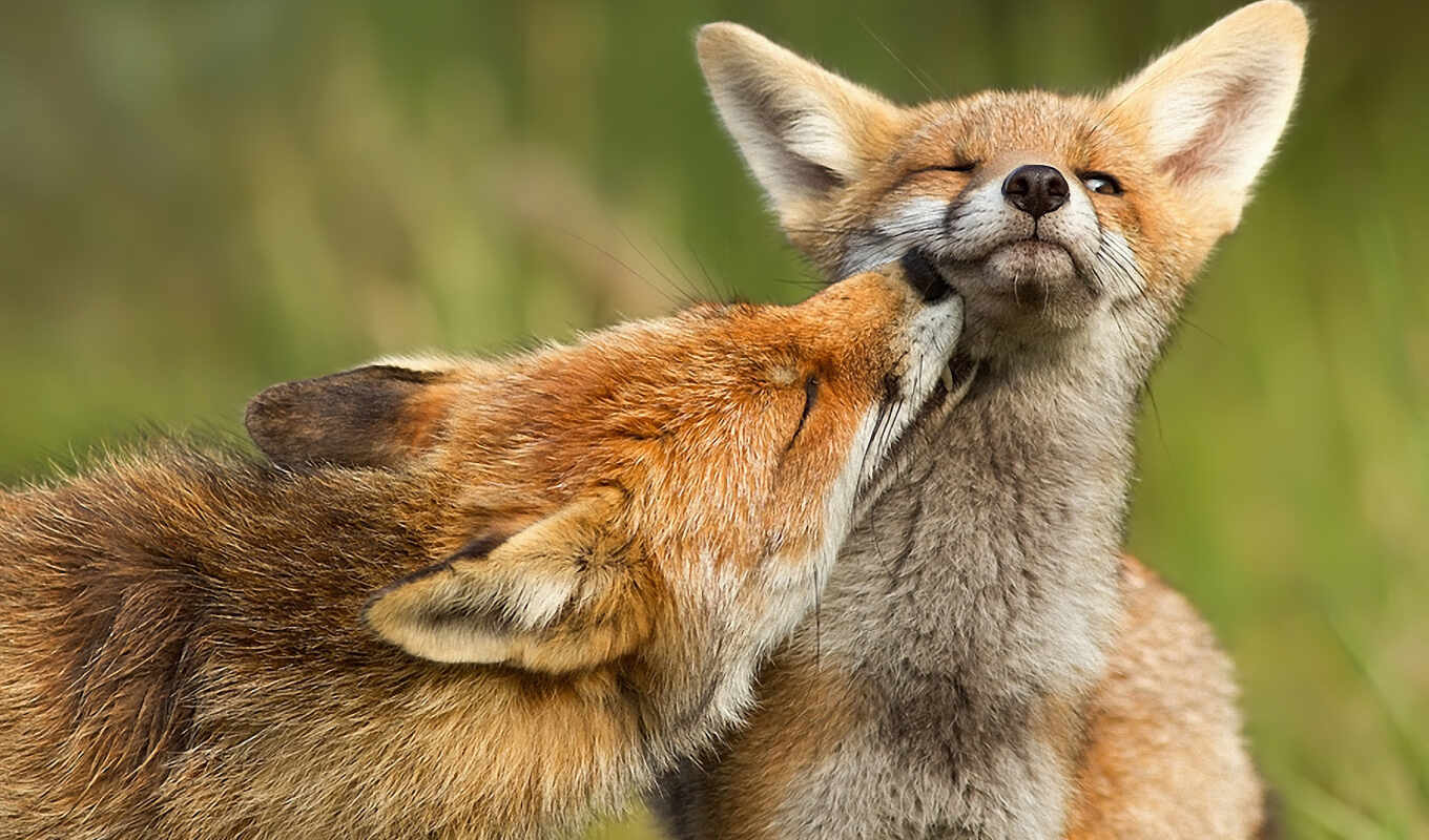 nature, photographer, photos, fox, sleeping, animals, foxes, wild, pretty much, fox, pupil