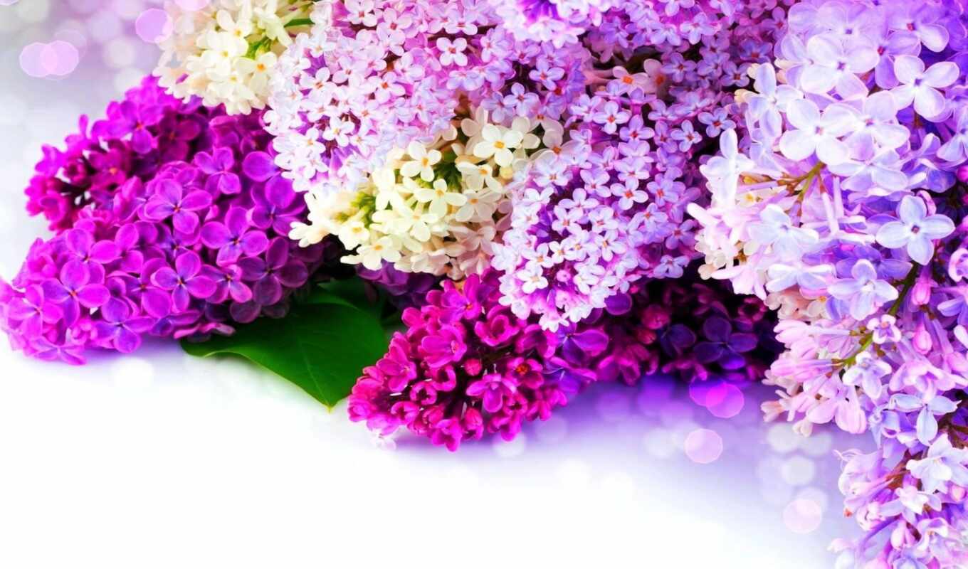 collection, white, purple, card, lilac, cvety, flare, multicolored