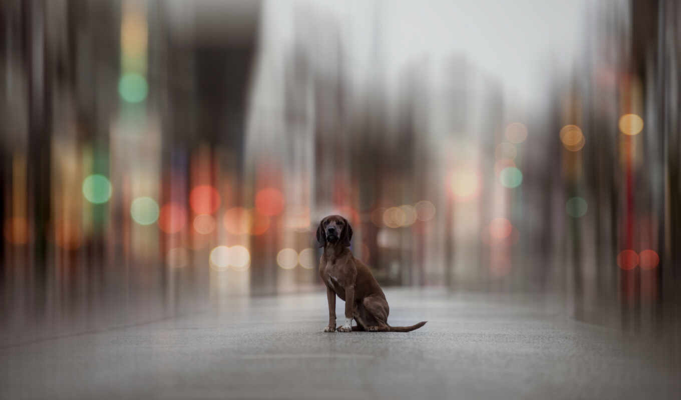 art, city, gallery, dog, piece, side, ready, feature, wrap, hang