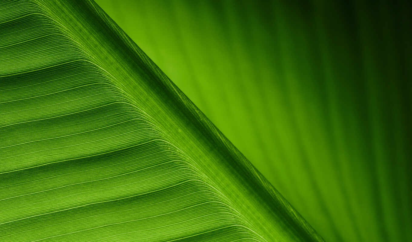 sheet, texture, green, foliage, leaf
