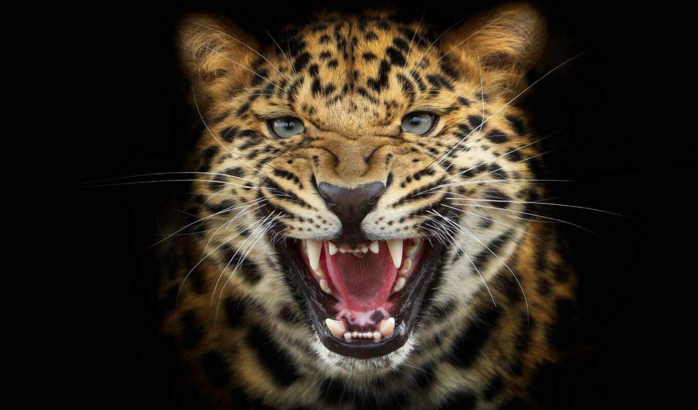 фон, черная, леопард