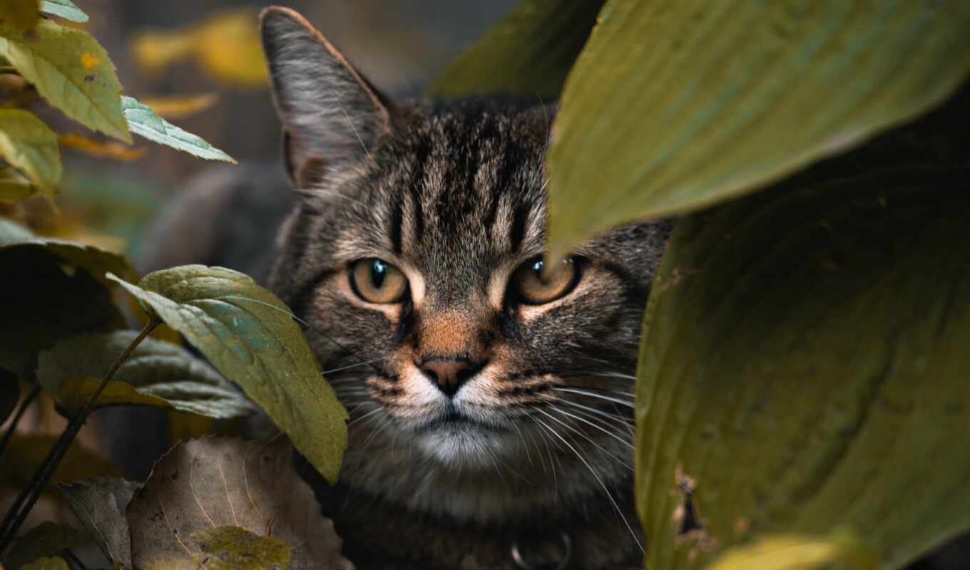 кот, смотреть, animal, pet, leaf, hide, размытость, gato, взгляд