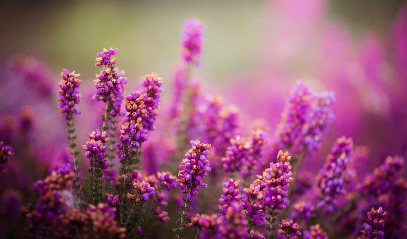 природа, цветы, purple, растение, мудрец, lavender