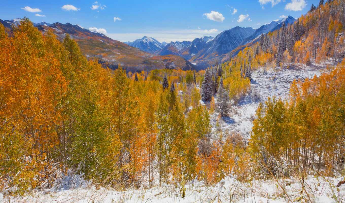 Aspen Forest in Early Fall, Ohio Pass, Gunnison National Forest, Colorado без смс