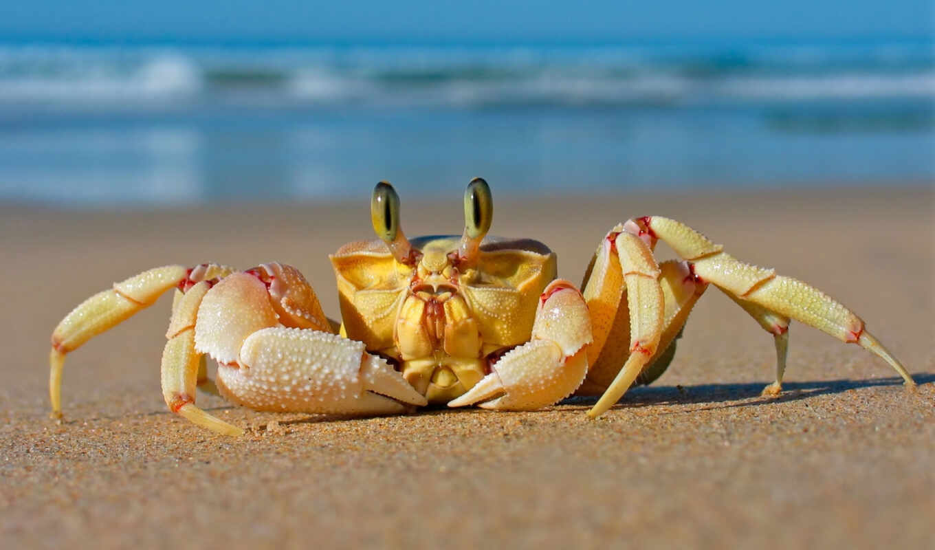 природа, пляж, море, песок, crab