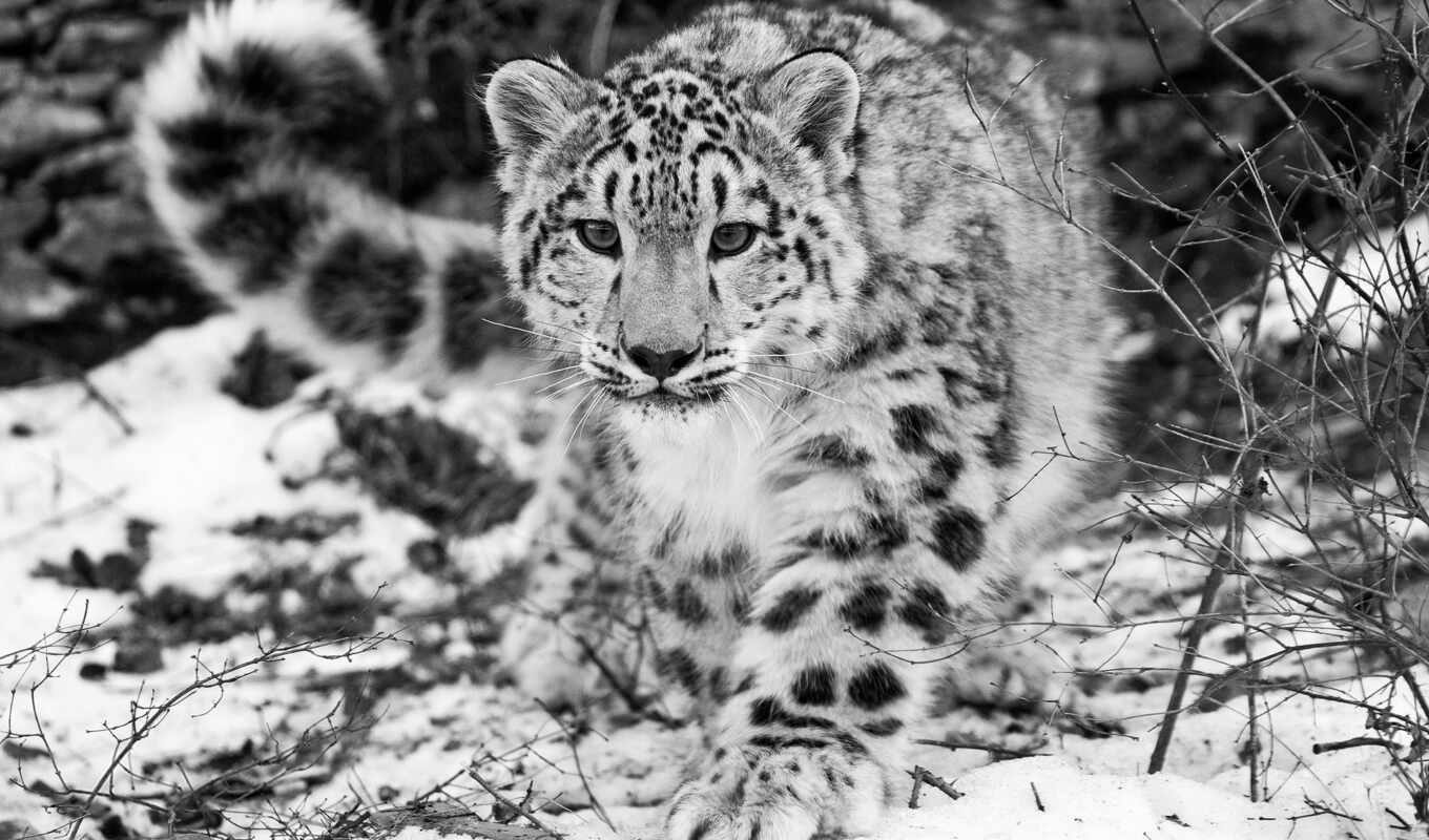 snow, screen, fond, leopard, fund, pet, neiges