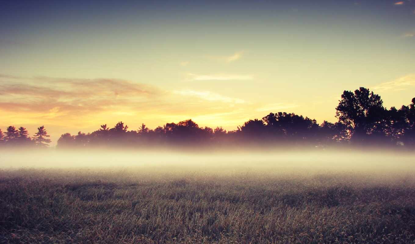 природа, трава, лес, поле, landscape, утро, trees, туман