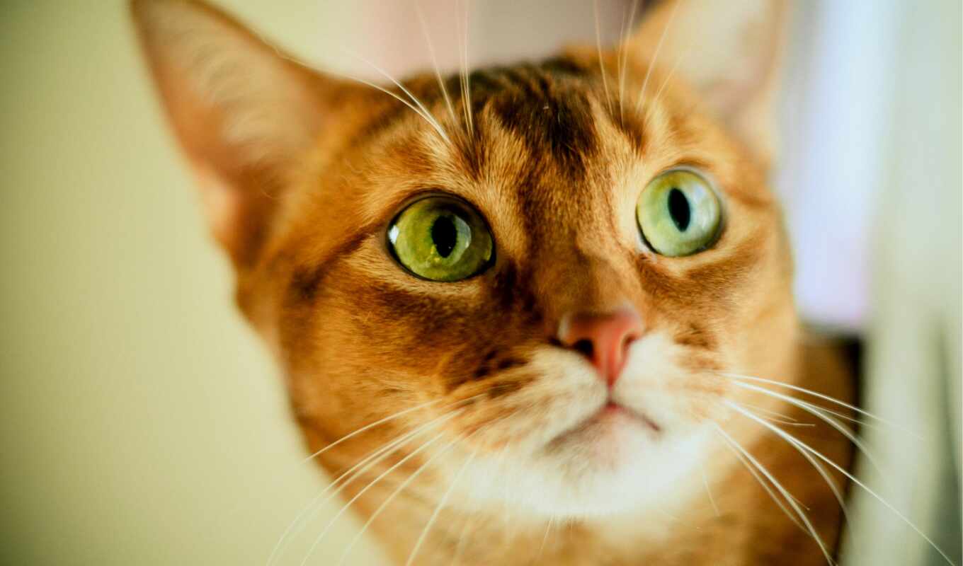 кот, рыжая, powered, глазами, коты, воители, вики, зелёными, fandom
