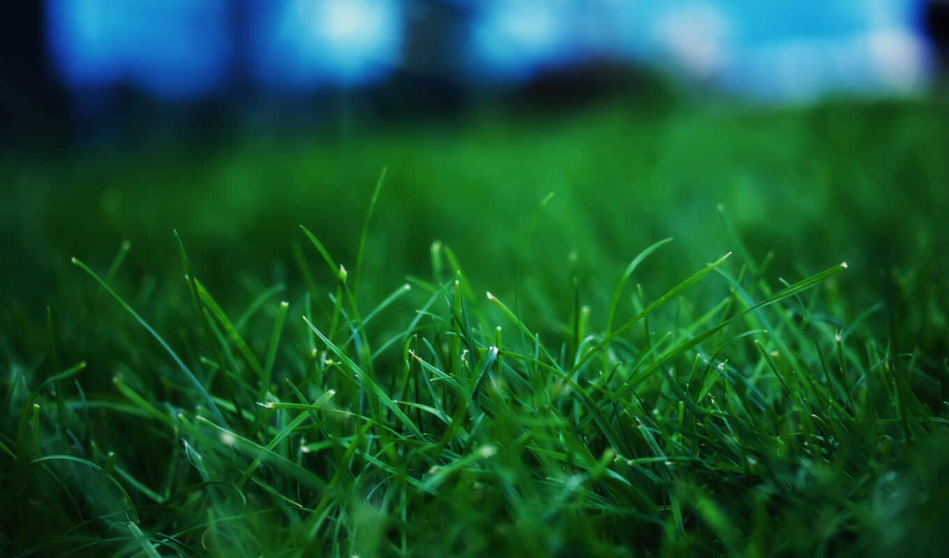 поле, молодая, зелёная, разных, everything, футбольное, пробивается, травка