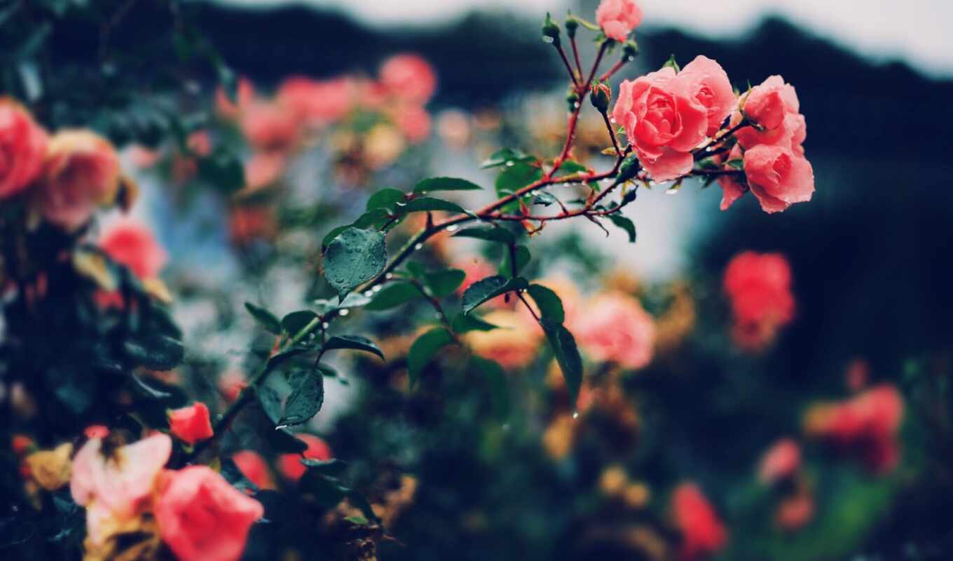 цветы, роза, white, луна, розовый, растение, взлёт
