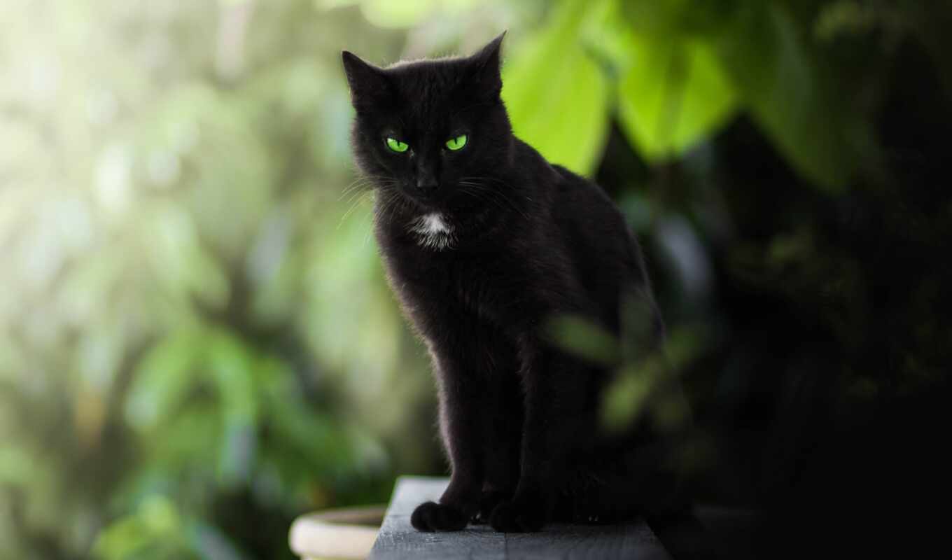 black, взгляд, глаз, кот, garden, коты, котенок, зеленое, бакенбарды