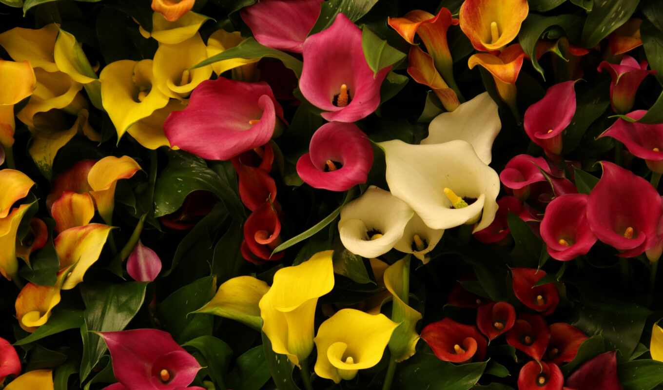 flowers, free, colorful, red, water, pink, yellow, calla, arum