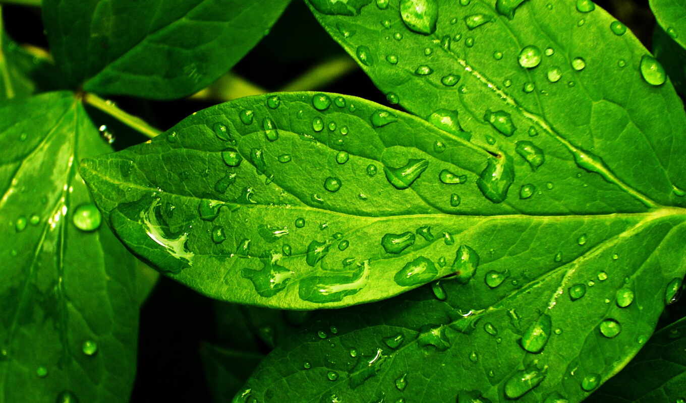 drop, лист, зелёный, water, роса
