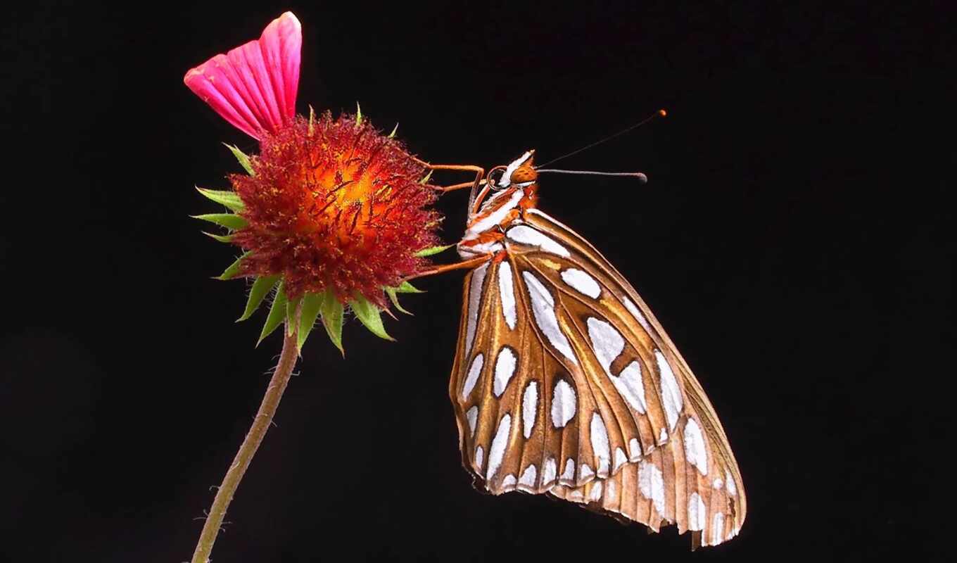flowers, butterfly, the bay, fritillary
