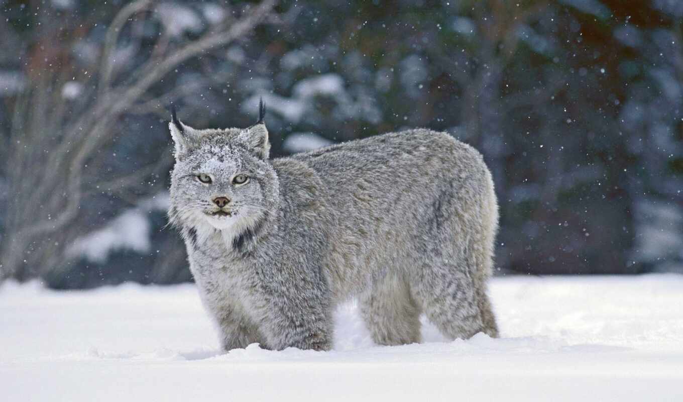winter, animal, lynx
