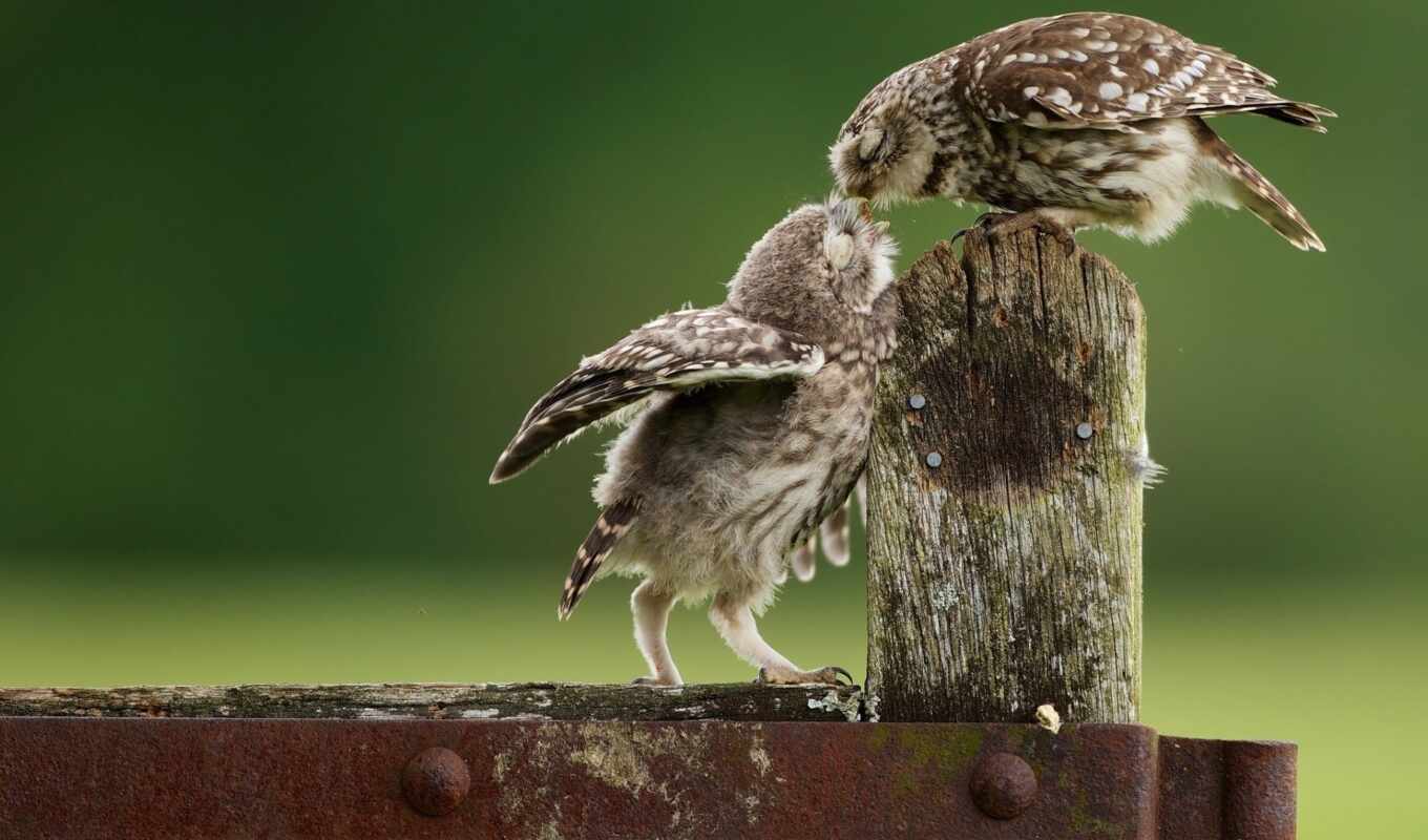 owl, cute, bird, animal, a kiss