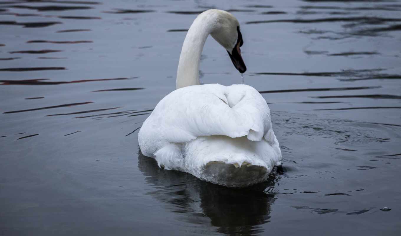 lake, bird, river, swan