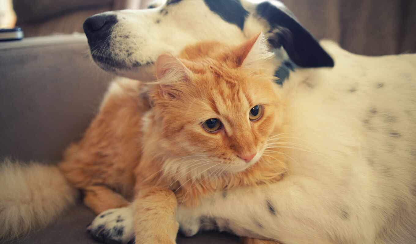 cat, dog, animal, hug