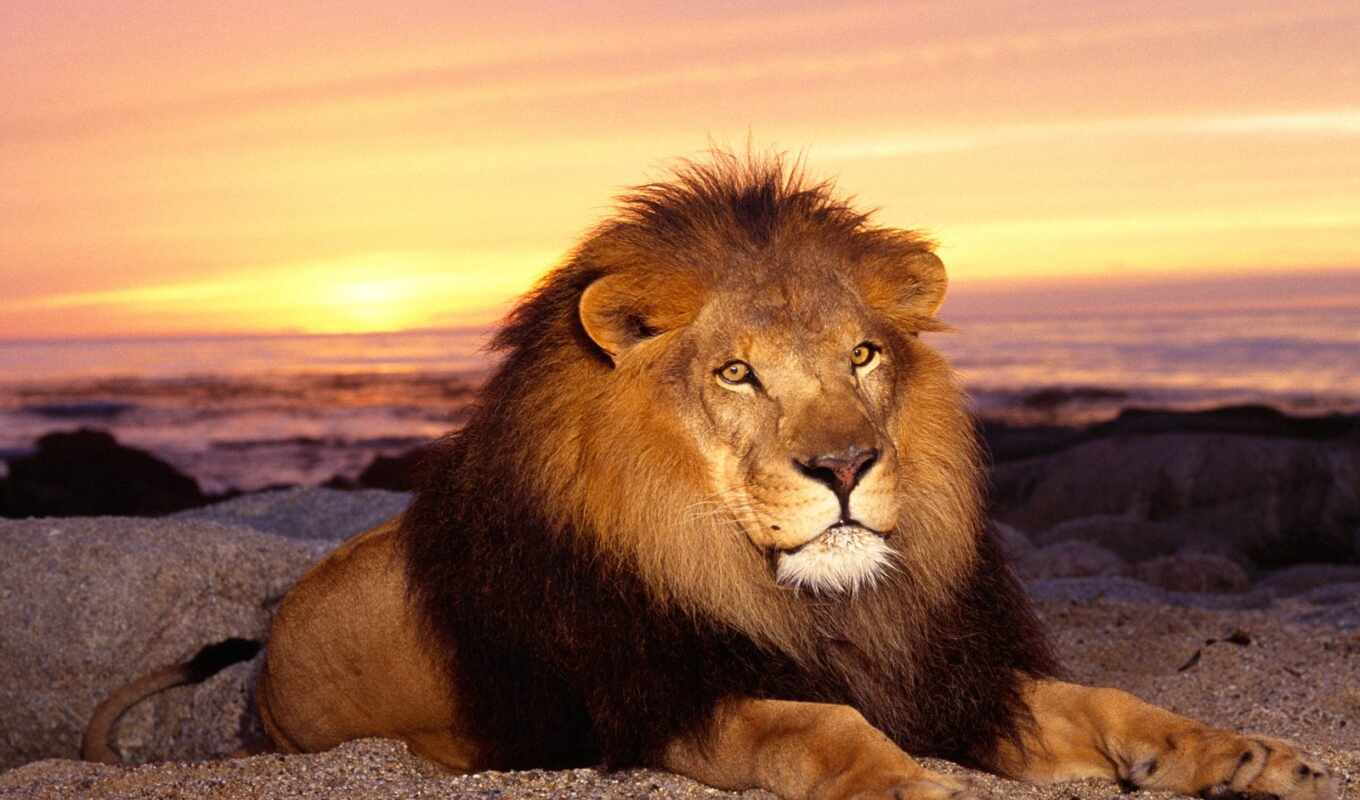 lion, красивые, заставки, животных, львы, zhivotnye, льва