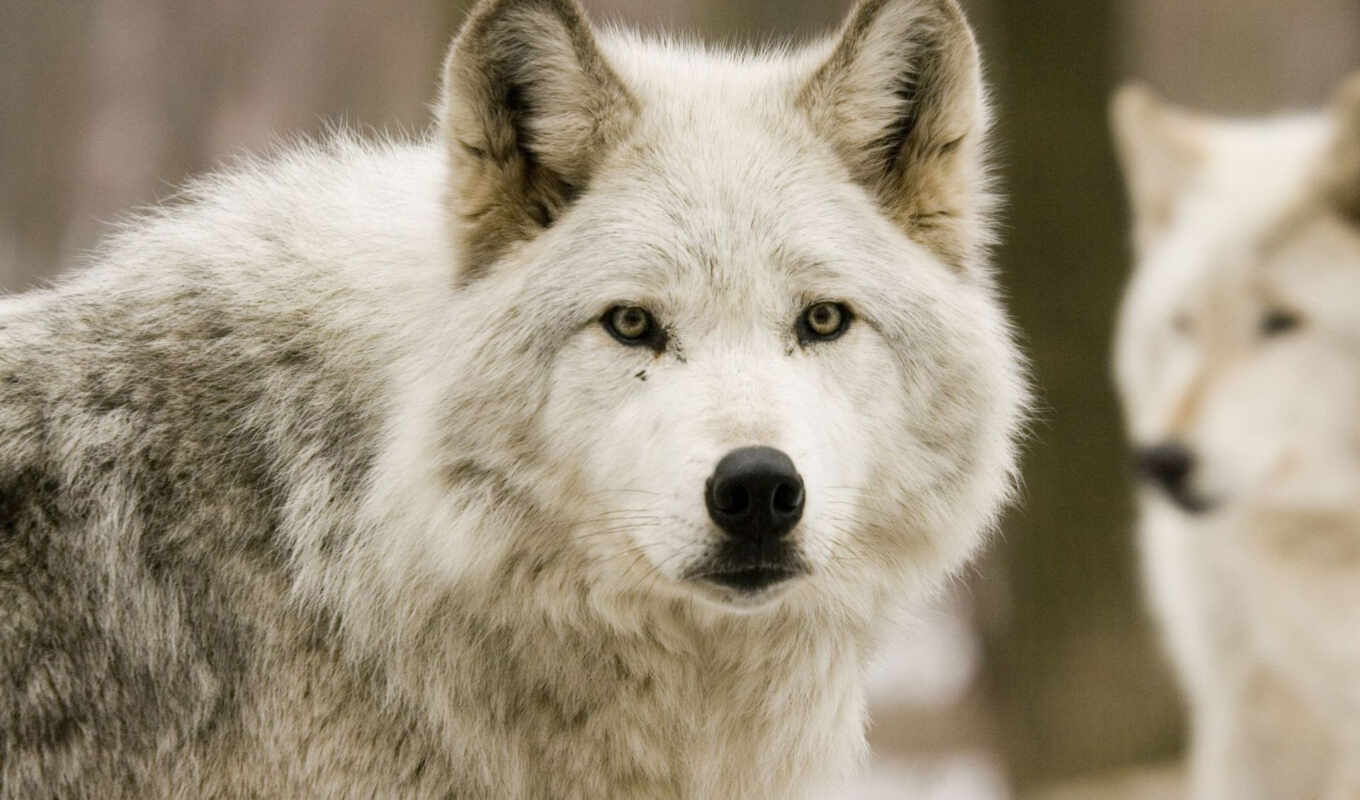 full, белые, лес, хищник, волк, волки, zhivotnye, фоны