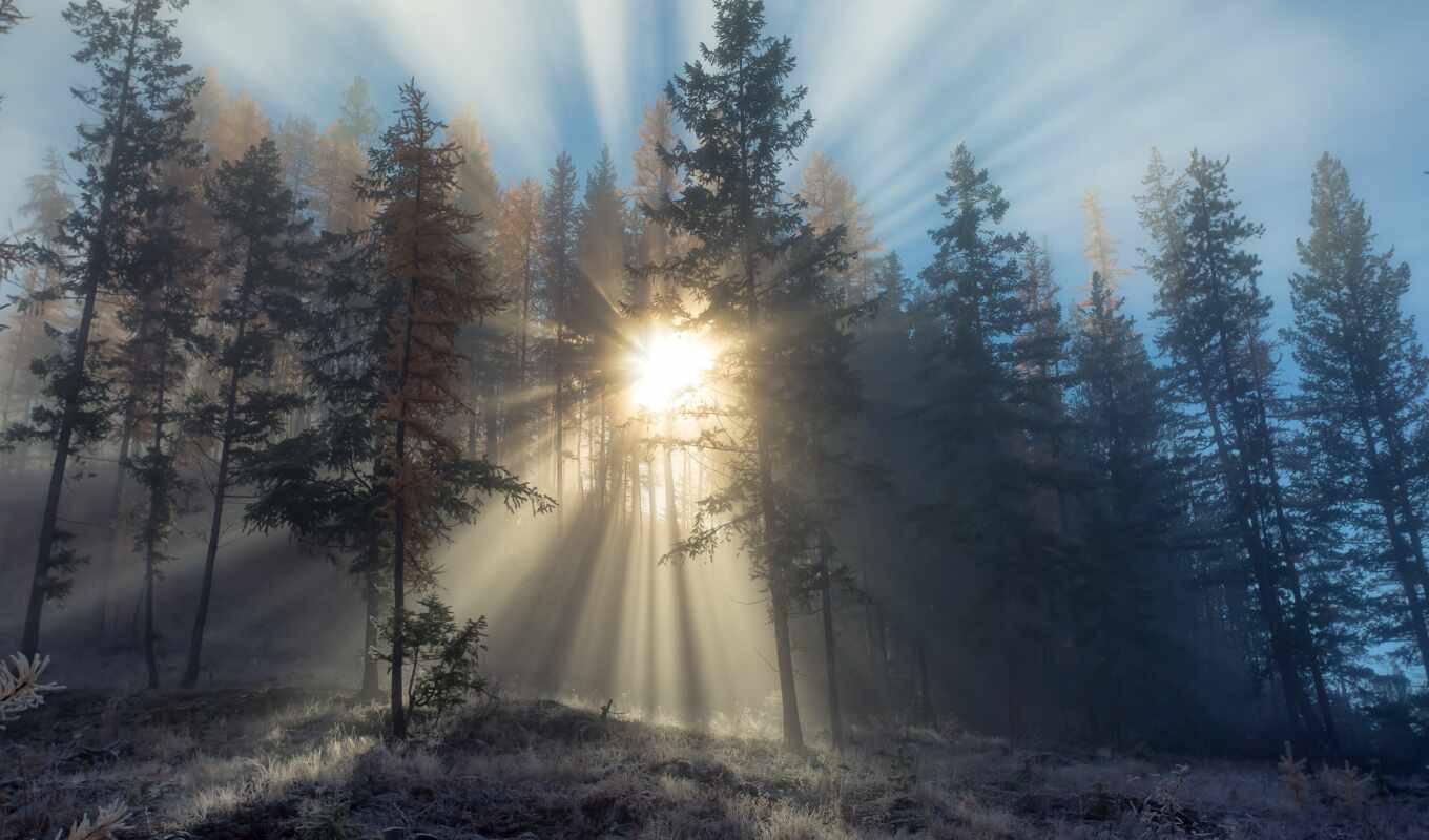 nature, desktop, fog, sunny, sunbeam, the woods