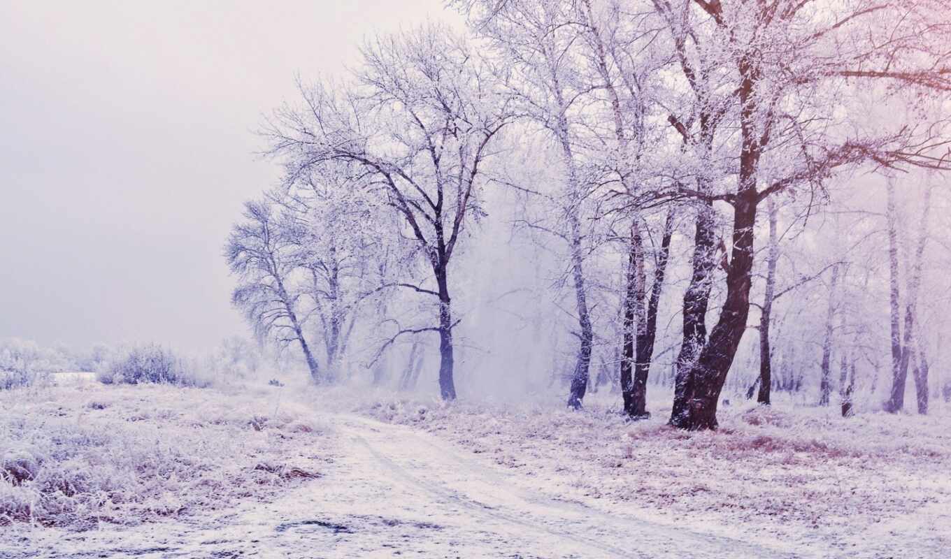 природа, дерево, снег, winter, лес, snowy, pretty, scene, fore