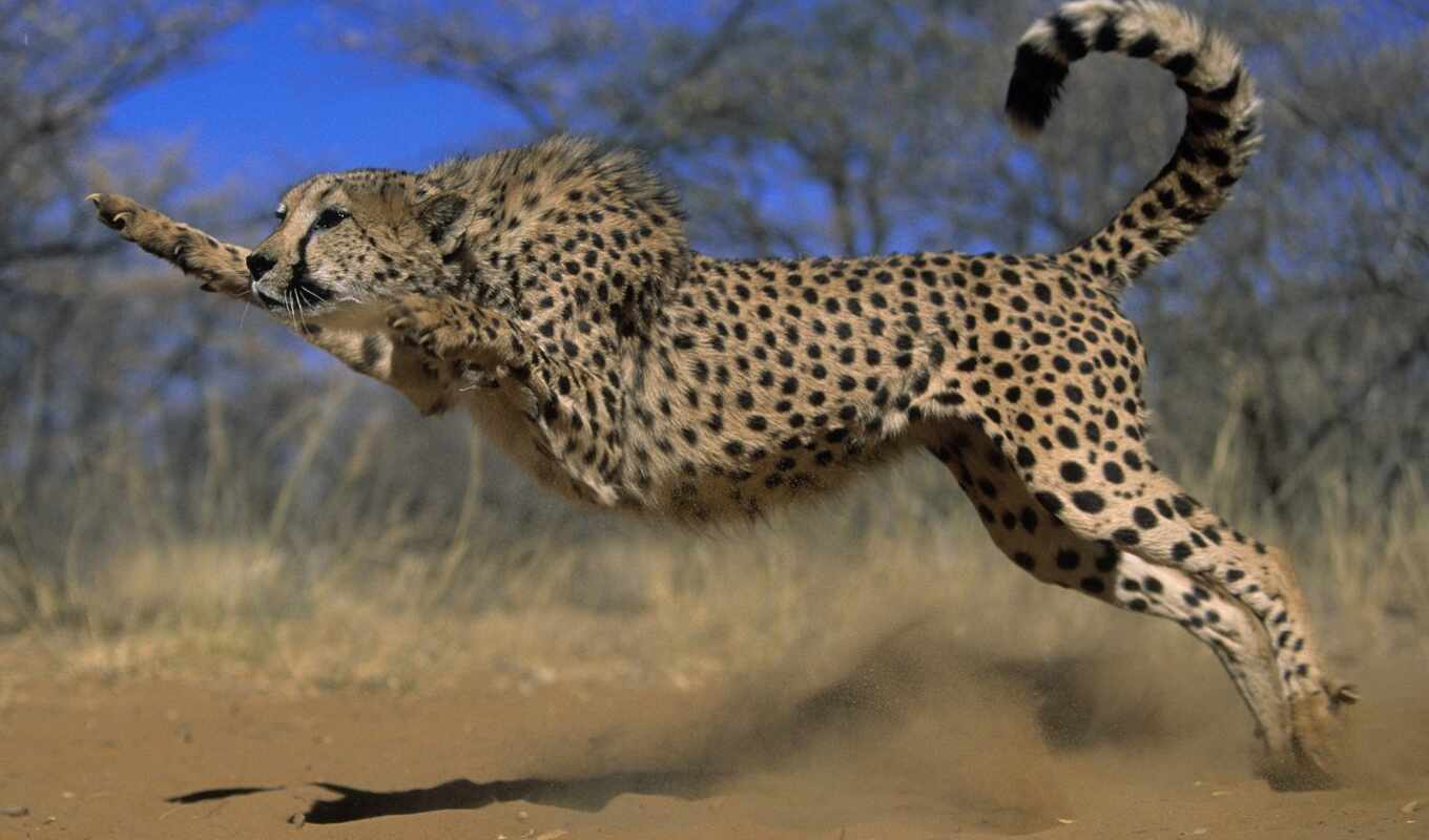 jump, predator, which, animal, cheetah, Kazakhstan, because