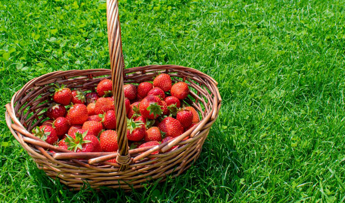 grass, basket, strawberry, berry, dreams, fresa, cesta, mimbre, zoomet, leg