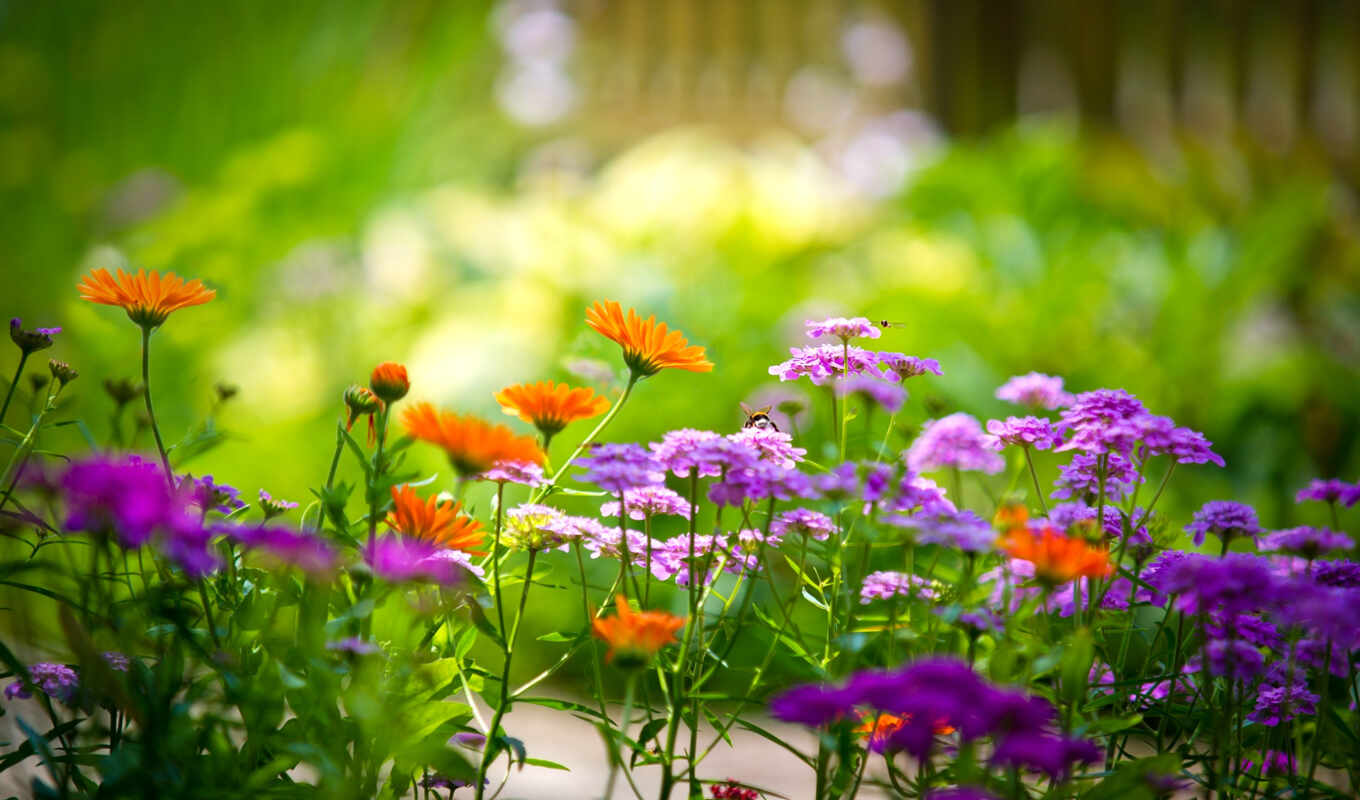 summer, добавить, using, daler, garden, flowers, аккаунт, избранные, цветочки, тяга