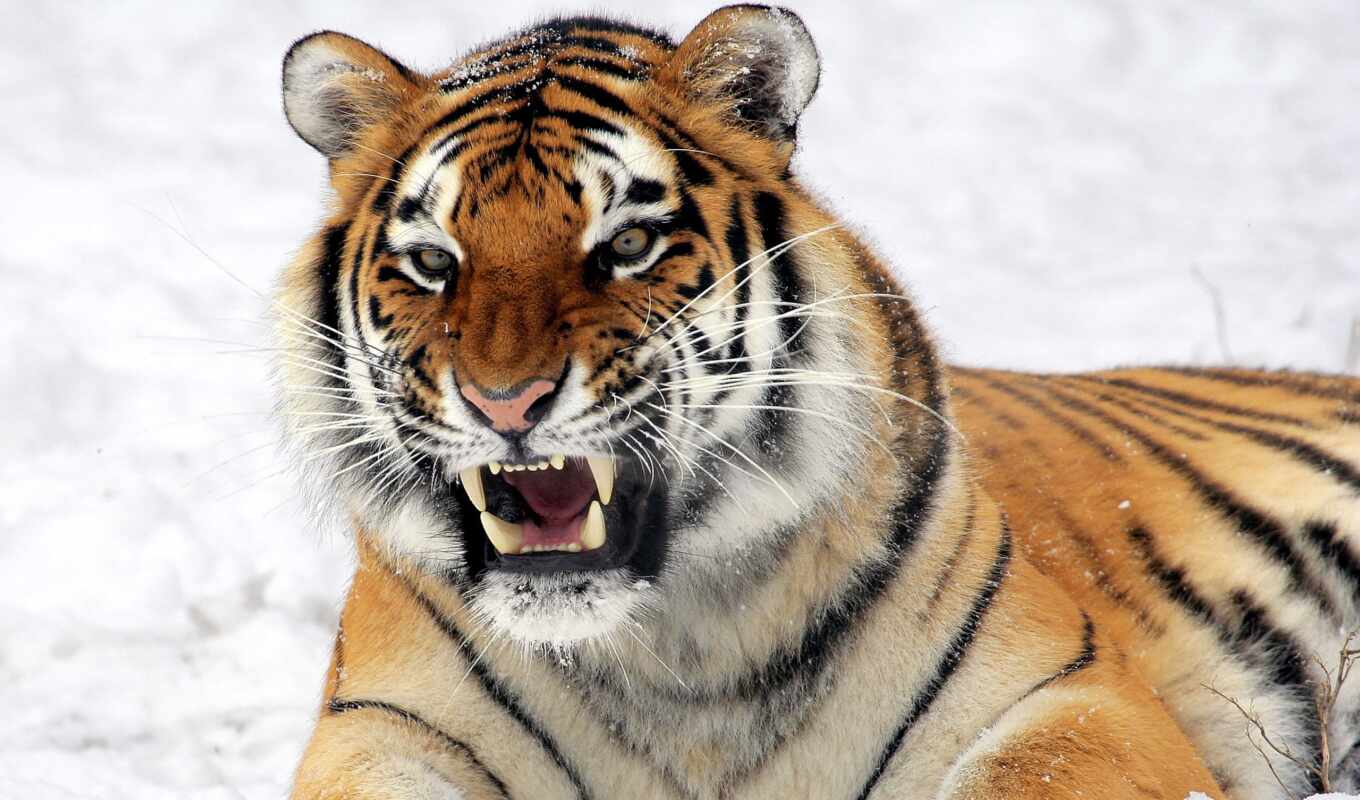 lion, cat, big, tiger, tiger, wholesale, zhivotnye, tigers, stronger
