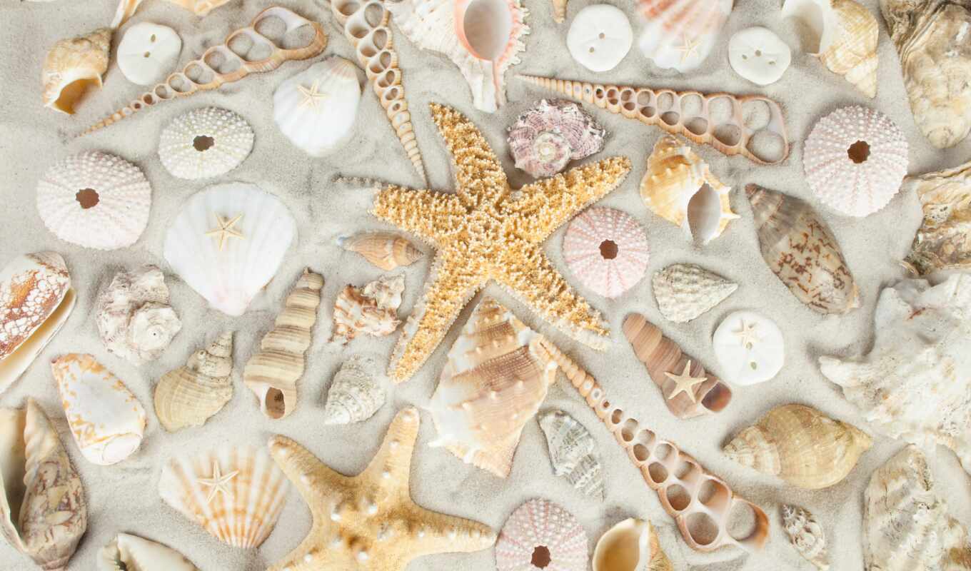 picture, shell, beach, sea, sand, stock, starfish, seashells, shells