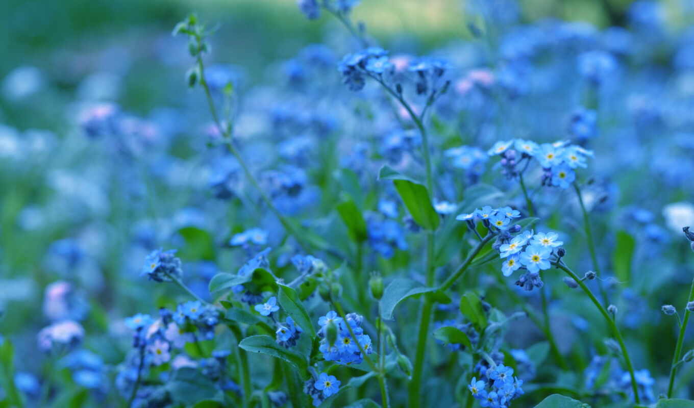 макро, голубые, незабудки, синие, cvety, растения