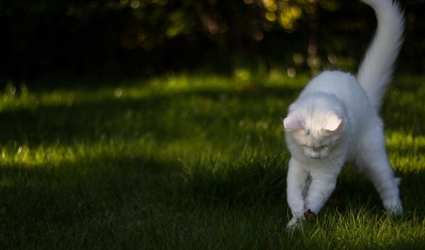 white, picture, grass, cat, games, cat