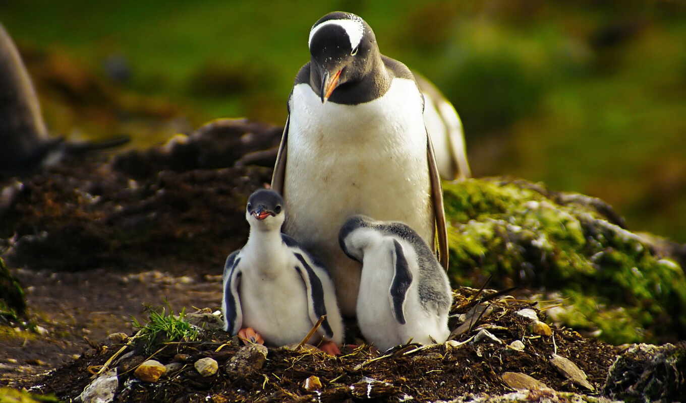 под, пингвины, пингвины, пингвин, водой, фоны, пингвинов, пингвинятами