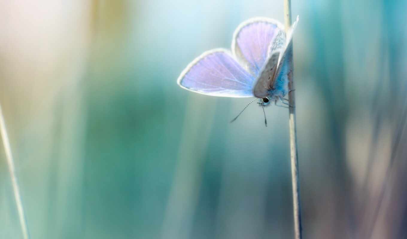 blue, бабочка, imagin